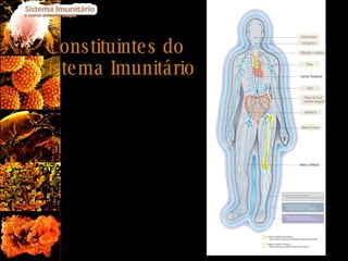 Constituintes do Sistema Imunitário O sistema imunitário humano é constituído pelos vasos linfáticos, órgãos e tecidos linfóides e pelas células efectoras. 
