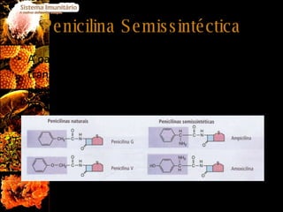Penicilina Semissintéctica A partir da penicilina é possível realizar transformações que conduzem à produção de penicilinas semissintécticas como a ampicilina ou amoxicilina.  