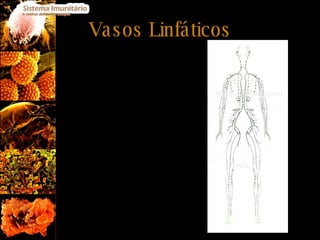 Vasos Linfáticos São os vasos linfáticos, em colaboração com a circulação sanguínea, que desempenham a função de transportador de antigénios e linfócitos.  