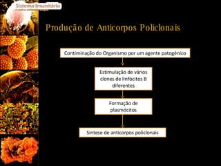 Produção de Anticorpos Policlonais Contiminação do Organismo por um agente patogénico Sintese de anticorpos policlonais Es...