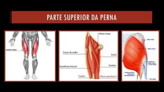 PARTE SUPERIOR DA PERNA  