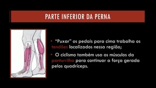 PARTE INFERIOR DA PERNA 
•“Puxar” os pedais para cima trabalha os tendõeslocalizados nessa região; 
•O ciclismo também usa os músculos da panturrilha para continuar a força gerada pelos quadríceps.  