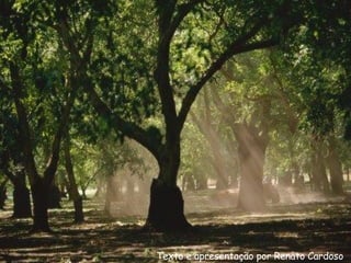 Texto e apresentação por Renato Cardoso 