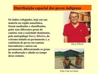 Distribuição espacial dos povos indígenas Os índios refugiados, hoje em sua maioria na região amazônica, foram analisados e classificados, pelos seus diferentes graus de contato com a sociedade dominante, pelo antropólogo  Darcy Ribeiro , do extremo isolado ao permanente e, a existência de povos em contato intermitente e outros em permanente, diferenciando os graus de aculturação e aliado ao tempo desse contato.   Darcy Ribeiro Tribo Yatê ou Fulniô 