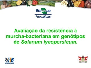 Avaliação da resistência à murcha-bacteriana em genótipos de  Solanum lycopersicum. 