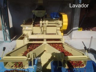 Lavador
 
