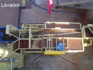 Lavador
 