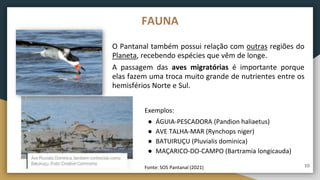 FAUNA
O Pantanal também possui relação com outras regiões do
Planeta, recebendo espécies que vêm de longe.
A passagem das aves migratórias é importante porque
elas fazem uma troca muito grande de nutrientes entre os
hemisférios Norte e Sul.
Exemplos:
● ÁGUIA-PESCADORA (Pandion haliaetus)
● AVE TALHA-MAR (Rynchops niger)
● BATUIRUÇU (Pluvialis dominica)
● MAÇARICO-DO-CAMPO (Bartramia longicauda)
Fonte: SOS Pantanal (2021) 10
 
