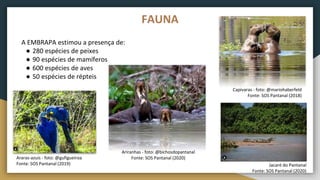 A EMBRAPA estimou a presença de:
● 280 espécies de peixes
● 90 espécies de mamíferos
● 600 espécies de aves
● 50 espécies de répteis
FAUNA
Capivaras - foto: @mariohaberfeld
Fonte: SOS Pantanal (2018)
Ariranhas - foto: @bichosdopantanal
Fonte: SOS Pantanal (2020)
Jacaré do Pantanal
Fonte: SOS Pantanal (2020)
Araras-azuis - foto: @gufigueiroa
Fonte: SOS Pantanal (2019)
 