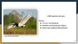 + 600 espécies de aves
Tuiuiú:
● símbolo do Pantanal
● também conhecida por Jaburu
● maior ave voadora desse bioma.
Fonte: SOS Pantanal (2021)
12
 