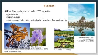 A flora é formada por cerca de 1.700 espécies:
● gramíneas
● leguminosas
● ciperáceas, três das principais famílias forrageiras da
região.
FLORA
foto: @ailton_lara
Fonte: SOS Pantanal (2020)
Ipês-amarelos que florescem em setembro
Fonte: SOS Pantanal (2018)
Lagoa das Araras - foto:
@thagid_yasmin
Fonte: SOS Pantanal (2018)
Fonte: SOS Pantanal (2019)
 