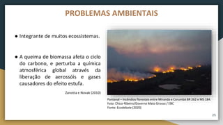 ● Integrante de muitos ecossistemas.
● A queima de biomassa afeta o ciclo
do carbono, e perturba a química
atmosférica global através da
liberação de aerossóis e gases
causadores do efeito estufa.
Zanotta e Novak (2010)
25
PROBLEMAS AMBIENTAIS
Pantanal – Incêndios florestais entre Miranda e Corumbá BR 262 e MS 184.
Foto: Chico-Ribeiro/Governo Mato Grosso / EBC
Fonte: Ecodebate (2020)
 