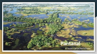 Pantanal
e suas características...
 