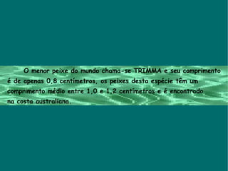 O menor peixe do mundo chama-se TRIMMA e seu comprimento é de apenas 0,8 centímetros, os peixes desta espécie têm um  comprimento médio entre 1,0 e 1,2 centímetros e é encontrado  na costa australiana. 