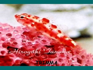 TRIMMA 