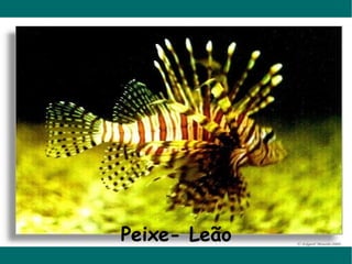 Peixe- Leão 
