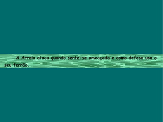 A Arraia ataca quando sente-se ameaçada e como defesa usa o  seu ferrão. 