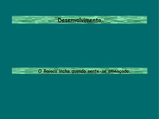 Desenvolvimento O Baiacu incha quando sente-se ameaçado.  