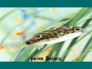 peixe Baiacu 