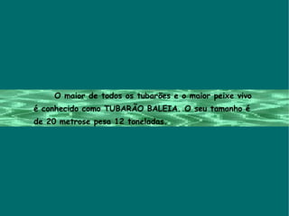 O maior de todos os tubarões e o maior peixe vivo  é conhecido como TUBARÃO BALEIA. O seu tamanho é de 20 metrose pesa 12 toneladas. 