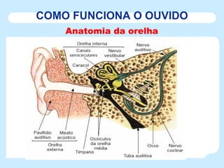 COMO FUNCIONA O OUVIDO Anatomia da orelha 