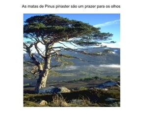 As matas de Pinus pinaster são um prazer para os olhos 