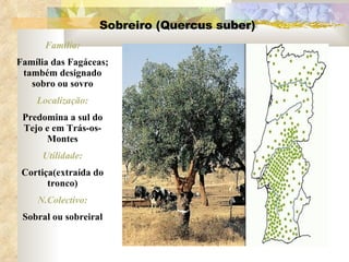 Sobreiro (Quercus suber) Família: Família das Fagáceas; também designado sobro ou sovro Localização: Predomina a sul do Tejo e em Trás-os-Montes Utilidade: Cortiça(extraída do tronco) N.Colectivo: Sobral ou sobreiral 