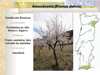 Amendoeira (Prunus dulcis) Família: Família das Rosáceas Localização: Predomina no Alto Douro e Algarve Utilidade: Fruto: amêndoa; óleo extraído da amêndoa N.Colectivo: Amendoal 