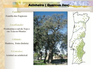 Azinheira ( Quercus ilex ) Família: Família das Fagácoas  Localização: Predomina a sul do Tejo e em Trás-os-Montes  Utilidade: Madeira,  fruto (bolota) N.Colectivo: Azinhal ou azinheiral 