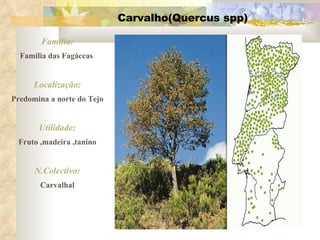 Carvalho(Quercus spp) Família: Família das Fagáceas  Localização: Predomina a norte do Tejo Utilidade: Fruto ,madeira ,tanino N.Colectivo: Carvalhal 