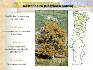 Castanheiro (Castanea sativa) Família: Família das Castanácoas (ou Fagácoas) Localização: Predomina nas terras altas e interiores Utilidade: Fruto comestível (castanha), madeira de grande valor  N.Colectivo: Souto ou castanhal  