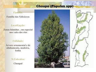Choupo (Populus spp) Família: Família das Salicáceas Localização: Zonas húmidas , em especial  nos vales dos rios Utilidade: Árvore ornamental e de alinhamento, madeira, lenha N.Colectivo: Choupal 