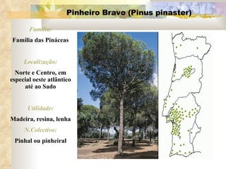 Pinheiro Bravo (Pinus pinaster) Família: Família das Pináceas Localização: Norte e Centro, em especial oeste atlântico até ao Sado Utilidade: Madeira, resina, lenha N.Colectivo: Pinhal ou pinheiral 