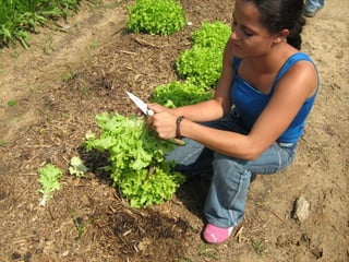 PROGRAMAS E CURSOS PONTUAIS AREA RURAL