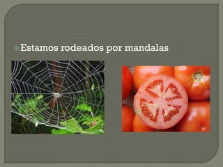 Estamos rodeados por mandalas
 