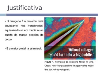 Justificativa

- O colágeno é a proteína mais
abundante    nos    vertebrados,
equivalendo-se em média à um
quarto da massa proteica do
corpo.


- É a maior proteína estrutural.



                                   Figura 1. Formação de colágeno fibrilar in vitro.
                                   Credit: Rob Young/Wellcome Images/Flickr). Frase
                                   dita por Jeffrey Hartgerink.
 