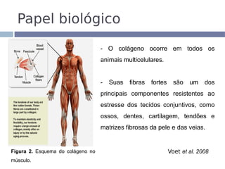 Papel biológico
                                   - O colágeno ocorre em todos os
                                   animais multicelulares.


                                   -   Suas   fibras   fortes     são   um    dos
                                   principais componentes resistentes ao
                                   estresse dos tecidos conjuntivos, como
                                   ossos, dentes, cartilagem, tendões e
                                   matrizes fibrosas da pele e das veias.


Figura 2. Esquema do colágeno no                                Voet et al. 2008
músculo.
 