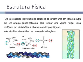 Estrutura Física

- As três cadeias individuais do colágeno se torcem uma em volta da outra
em um arranjo super-helicoidal para formar uma vareta rígida. Essa
molécula em tripla hélice é chamada de tropocolágeno.
- As três fitas são unidas por pontes de hidrogênio.
 