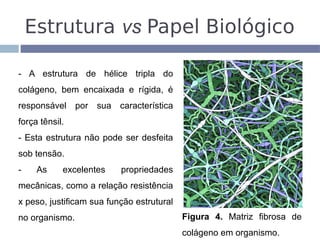 Estrutura vs Papel Biológico

- A estrutura de hélice tripla do
colágeno, bem encaixada e rígida, é
responsável por sua característica
força tênsil.
- Esta estrutura não pode ser desfeita
sob tensão.
-    As     excelentes    propriedades
mecânicas, como a relação resistência
x peso, justificam sua função estrutural
no organismo.                              Figura 4. Matriz fibrosa de
                                           colágeno em organismo.
 