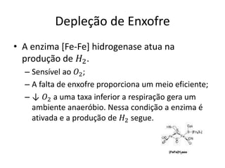 Depleção de Enxofre 
• A enzima [Fe-Fe] hidrogenase atua na 
produção de 퐻2. 
– Sensível ao 푂2; 
– A falta de enxofre proporciona um meio eficiente; 
– ↓ 푂2 a uma taxa inferior a respiração gera um 
ambiente anaeróbio. Nessa condição a enzima é 
ativada e a produção de 퐻2 segue. 
 