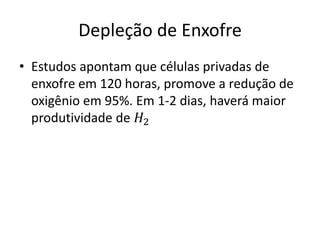 Depleção de Enxofre 
• Estudos apontam que células privadas de 
enxofre em 120 horas, promove a redução de 
oxigênio em 95%. Em 1-2 dias, haverá maior 
produtividade de 퐻2 
 