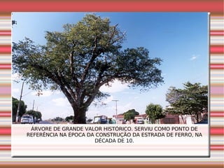 ÁRVORE DE GRANDE VALOR HISTÓRICO. SERVIU COMO PONTO DE REFERÊNCIA NA ÉPOCA DA CONSTRUÇÃO DA ESTRADA DE FERRO, NA DÉCADA DE 10. 