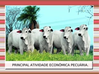 PRINCIPAL ATIVIDADE ECONÔMICA PECUÁRIA. 