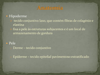  Hipoderme
   tecido conjuntivo laxo, que contém fibras de colagénio e
    elastina
   fixa a pele às estruturas subjacentes e é um local de
    armazenamento de gordura


 Pele
  o Derme – tecido conjuntivo


  o Epiderme – tecido epitelial pavimentoso estratificado
 