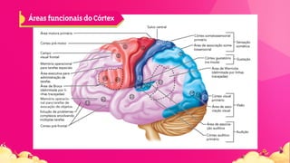 ÁreasfuncionaisdoCórtex
 