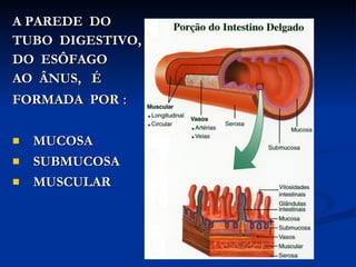 A   PAREDE  DO  TUBO  DIGESTIVO,  DO  ESÔFAGO  AO  ÂNUS,  É  FORMADA  POR   : MUCOSA SUBMUCOSA MUSCULAR   