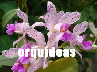 orquídeas 