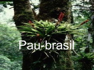 Pau-brasil 