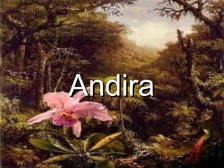Andira 