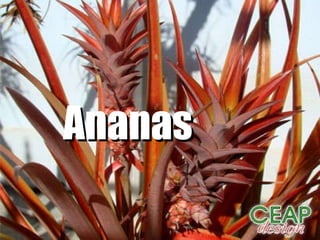 Ananas 